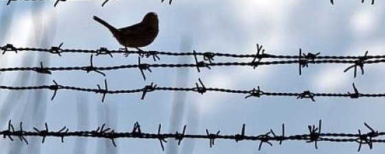 Начат сбор подписей за проект широкой амнистии